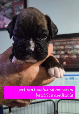 Boxer puppy for sale by JAKSAMLEE