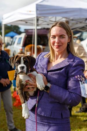 Boxer for sale by JAKSAMLEE