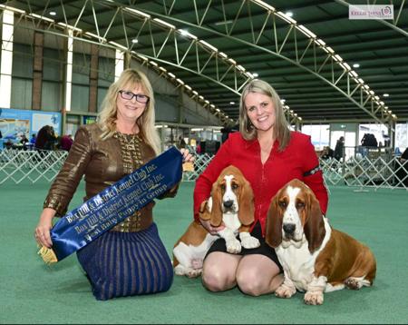 Basset Hound for sale by KAMAHI