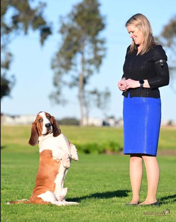 Basset Hound for sale by KAMAHI