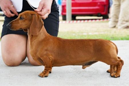 Dachshund (Miniature Smooth Haired) for sale by KAMAHI