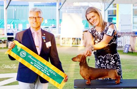 Dachshund (Miniature Smooth Haired) for sale by KAMAHI