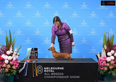 Dachshund (Miniature Smooth Haired) for sale by KAMAHI