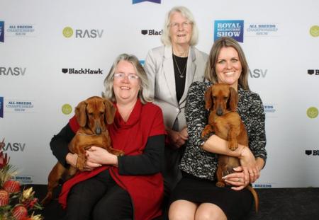 Dachshund (Miniature Smooth Haired) for sale by KAMAHI