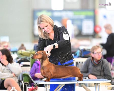 Dachshund (Smooth Haired) for sale by KAMAHI