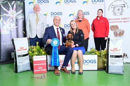 Dachshund (Smooth Haired) for sale by KAMAHI