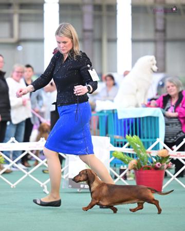 Dachshund (Smooth Haired) for sale by KAMAHI