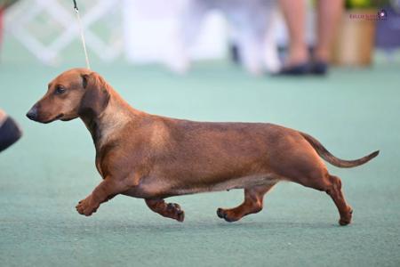 Dachshund (Smooth Haired) for sale by KAMAHI
