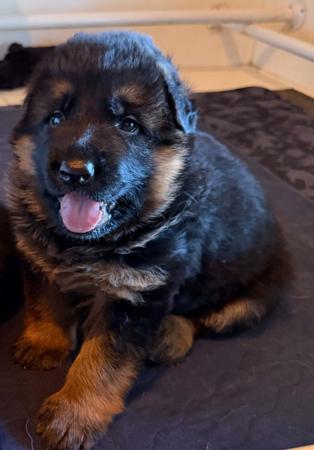 German Shepherd Dog for sale by SHEPROSE