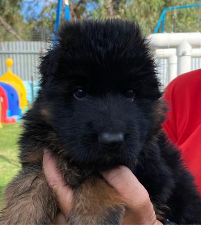 German Shepherd Dog for sale by SHEPROSE