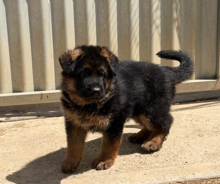 German Shepherd Dog for sale by SHEPROSE
