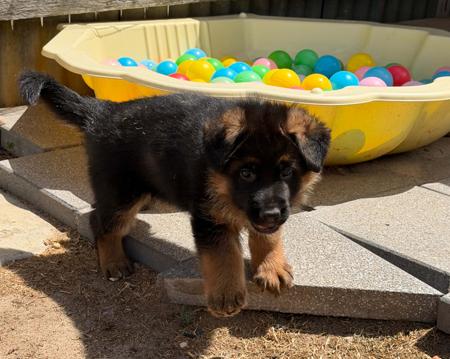 German Shepherd Dog for sale by SHEPROSE