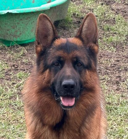German Shepherd Dog puppy for sale by SHEPROSE