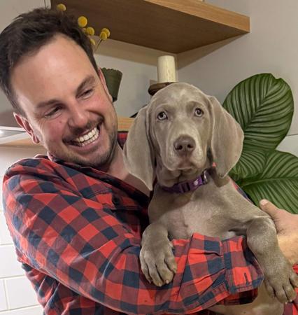 Weimaraner puppy for sale by WEI1312