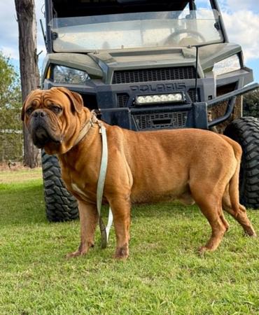 Dogue de Bordeaux dog for sale by JERILO