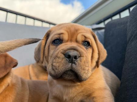 Dogue de Bordeaux puppy for sale by JERILO