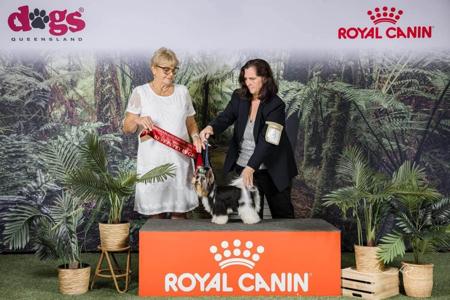 Biewer Terrier for sale by TANTEEN