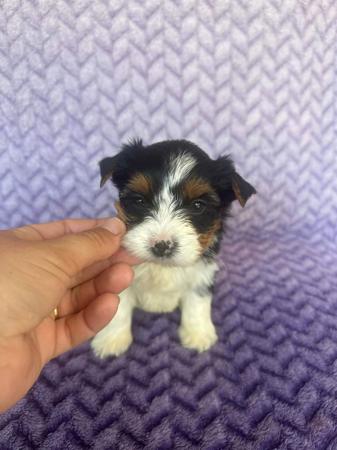 Biewer Terrier puppy for sale by TANTEEN