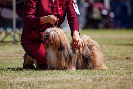 Lhasa Apso for sale by JANENE