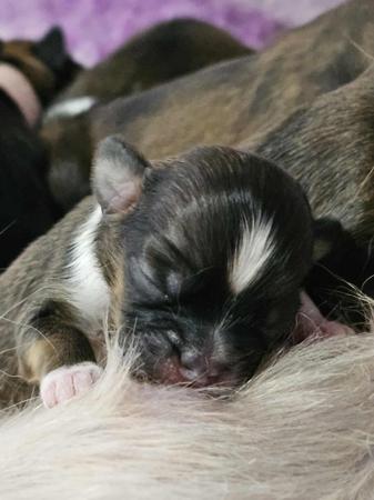 Lhasa Apso for sale by DZOGCHENKYI