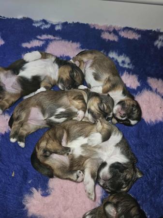 Lhasa Apso for sale by DZOGCHENKYI