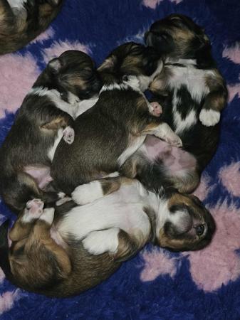 Lhasa Apso for sale by DZOGCHENKYI