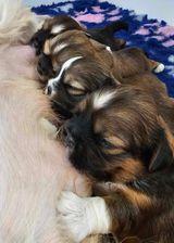 Lhasa Apso for sale by DZOGCHENKYI