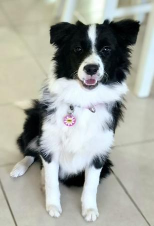 Border Collie for sale by SHANCRIS