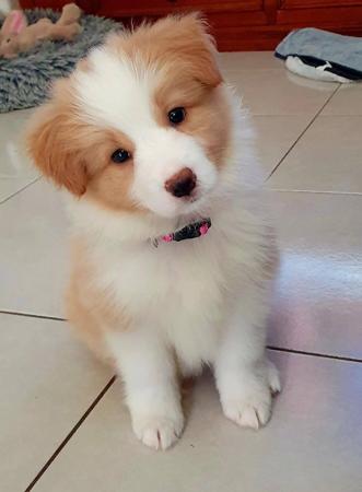 Border Collie for sale by SHANCRIS