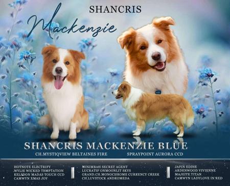 Border Collie for sale by SHANCRIS
