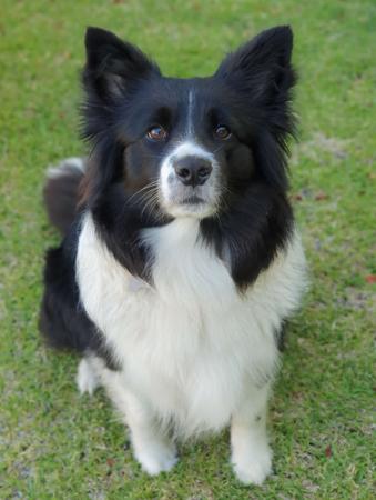 Border Collie for sale by SHANCRIS