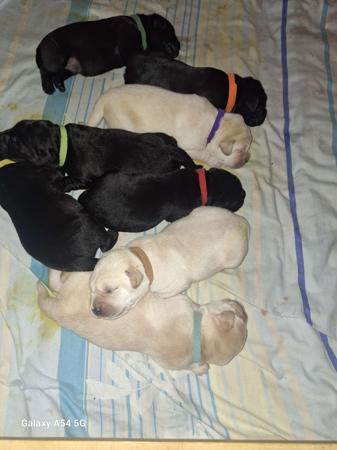 Labrador Retriever puppy for sale by ARROSER