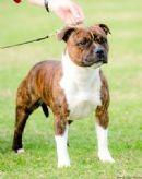 Staffordshire Bull Terrier for sale by RAVENSWOOD