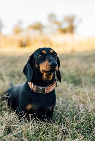 Dachshund (Miniature Smooth Haired) for sale by LOVEMELONG