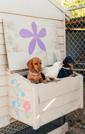 Dachshund (Miniature Smooth Haired) for sale by LOVEMELONG