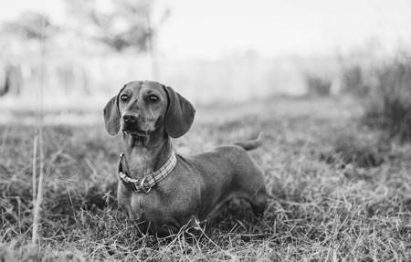 Dachshund (Miniature Smooth Haired) for sale by LOVEMELONG