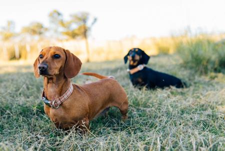 Dachshund (Miniature Smooth Haired) for sale by LOVEMELONG