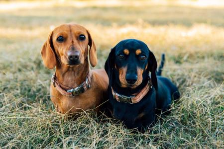 Dachshund (Miniature Smooth Haired) for sale by LOVEMELONG