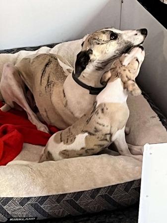 Whippet for sale by GUNARRYN