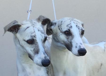 Whippet for sale by GUNARRYN
