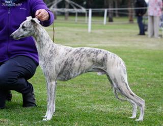 Whippet for sale by GUNARRYN