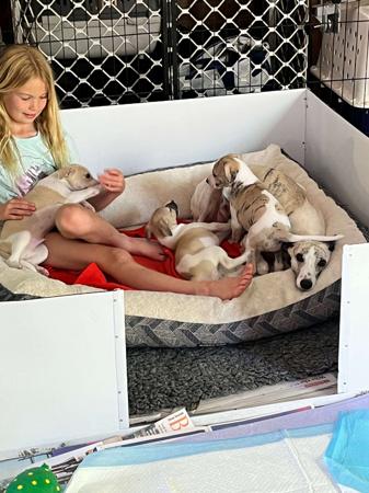 Whippet for sale by GUNARRYN