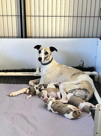 Whippet for sale by GUNARRYN