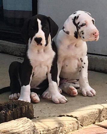 Great Dane for sale by ONYXDANES