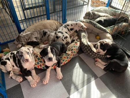 Great Dane for sale by ONYXDANES