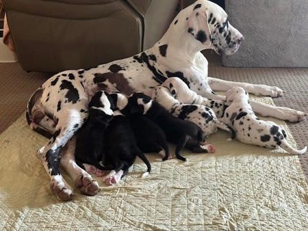 Great Dane for sale by ONYXDANES