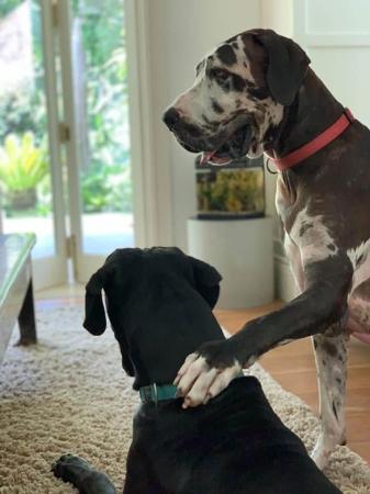 Great Dane for sale by ONYXDANES