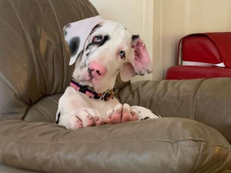 Great Dane for sale by ONYXDANES