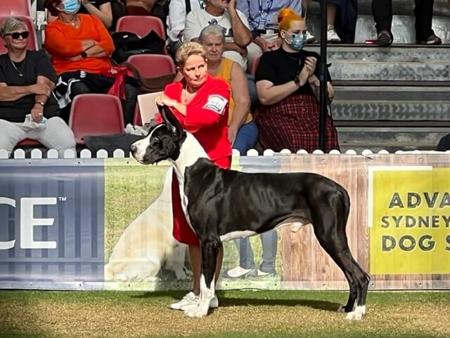 Great Dane for sale by ONYXDANES