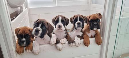Boxer for sale by STERLINGMACS